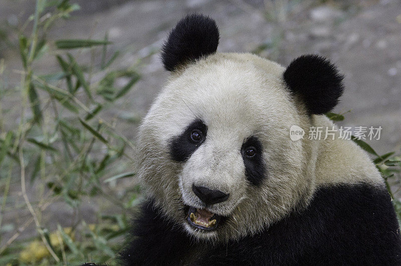 大熊猫的牙齿;Ailuropoda melanoleuca;卧龙自然保护区;中国;家庭熊科